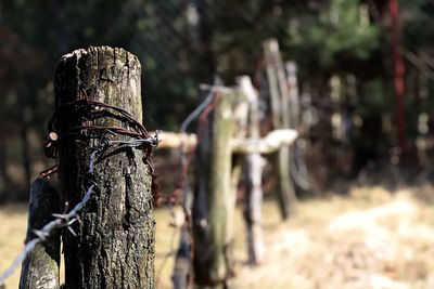 Close-up of wooden post on tree trunk