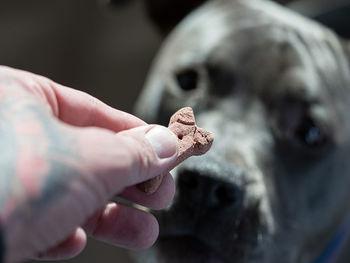 Close-up of hand holding dog treat while puppy watched