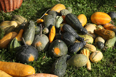 Colorful pumpkins