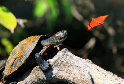 Turtle and butterfly