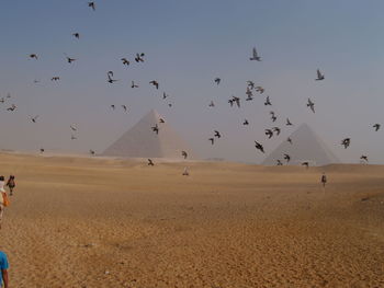 Flock of birds flying at desert