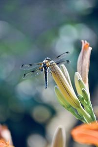 Close-up of insect on flower