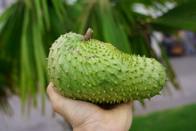 Close-up of hand holding fruit