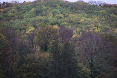 High angle view of trees in forest