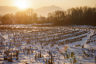 Scenic view of snow covered field against sky during sunset