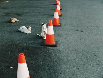 Cats by traffic cones on street