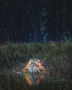 View of a cat in the forest