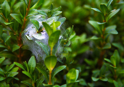 Close-up of wet leaves