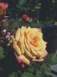 Close-up of rose blooming outdoors