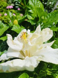 Close-up of fresh white flower blooming in water