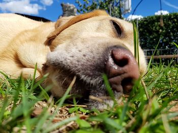 Close-up of dog on grass