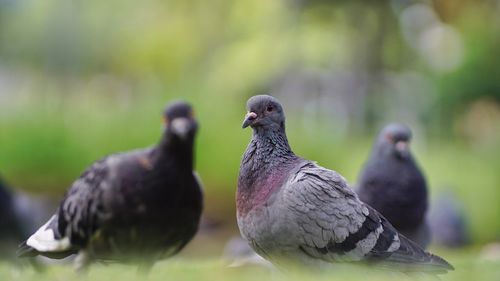 Close-up of duck