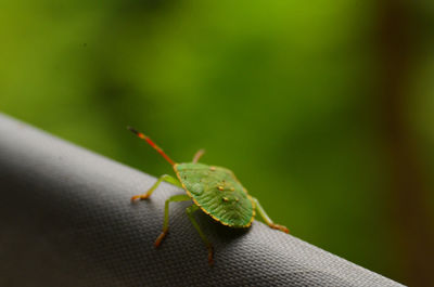 Close-up of insect on leaf