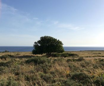 Trees on grassy field by sea against sky