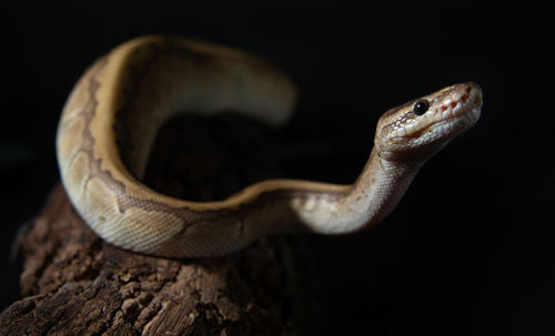 Close-up of phyton on wood against black background