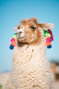 Alpaca in a oasis in the atacama desert, tambillo, atacama desert, chile