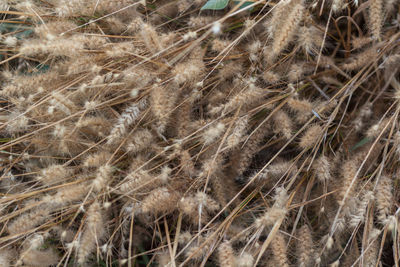 Full frame shot of plants on field