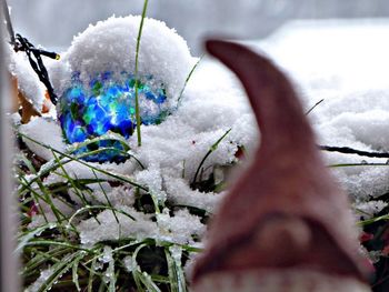 Close-up of snow on plant