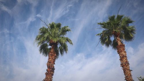 Low angle view of palm tree against sky