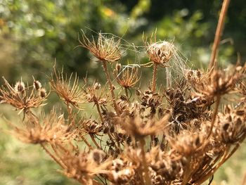 Close-up of plants