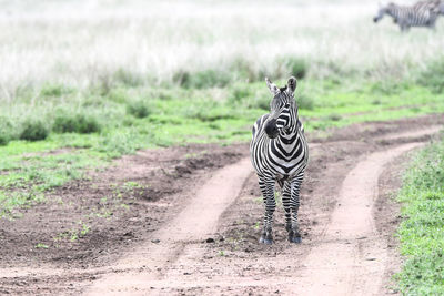 Zebra crossing on road