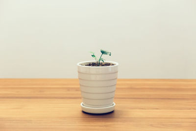 Close-up of potted plant on table