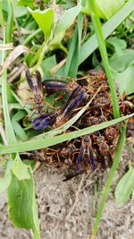 Close-up of insect on plant