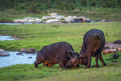 Horses grazing in a field