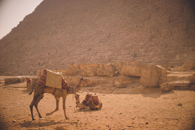 Horses on rock formation in desert