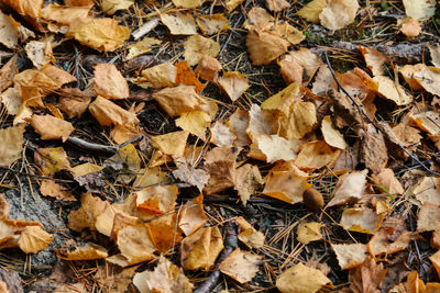 Full frame shot of dried autumn leaves on field