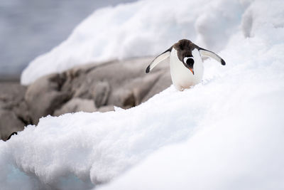 Gentoo penguin stands on snow bending head