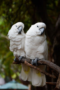 View of cockatoo sitting on branch of tree