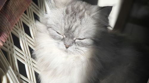 Close-up of cat sleeping in basket