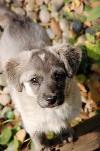 Close-up portrait of puppy