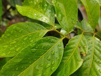 Close-up of leaves