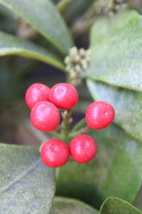 Close-up of red berries growing on plant