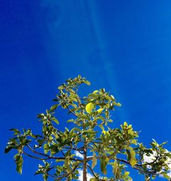 Low angle view of flower tree against clear blue sky