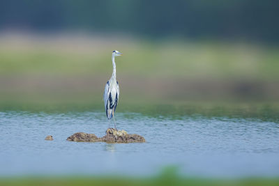 Bird perching on a lake