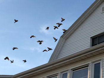 Low angle view of birds flying in building