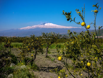 Lemons growing on trees against snowcapped mountains