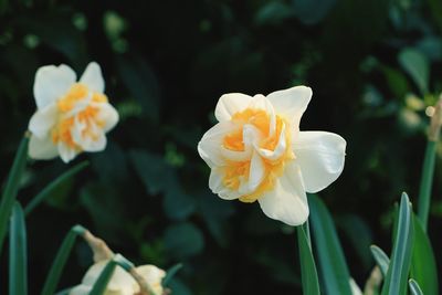 Close-up of white rose blooming in garden