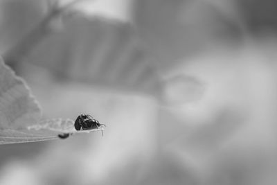 Close-up of insect on flower