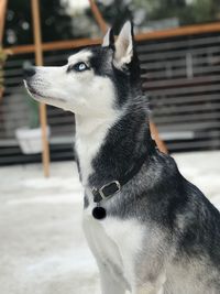 Close-up of a dog looking away