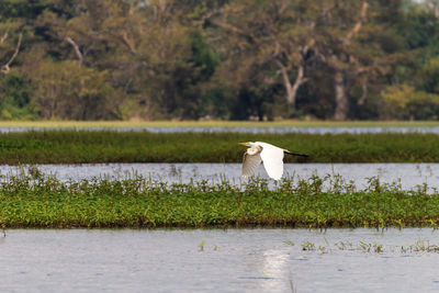 Bird flying over lake against trees