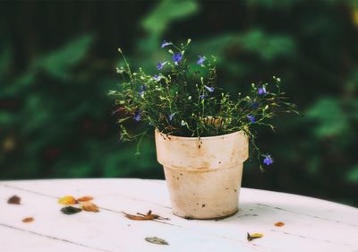 Close-up of potted plant on table