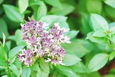 Close-up of pink flowering plant