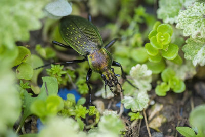 Close-up of green beetle amidst leaves on rock