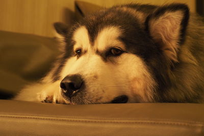 Close-up portrait of dog resting