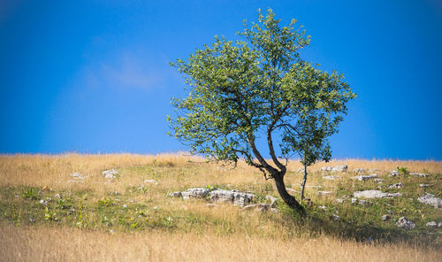 Tree on field against clear blue sky