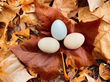 Fresh eggs on fallen leaves